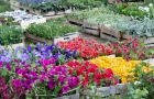 Blumenmarkt